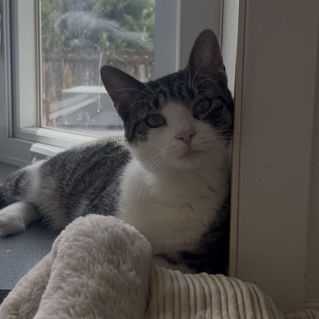 Ella, a Adoptable American Bobtail in Marysville, OH image 2/6