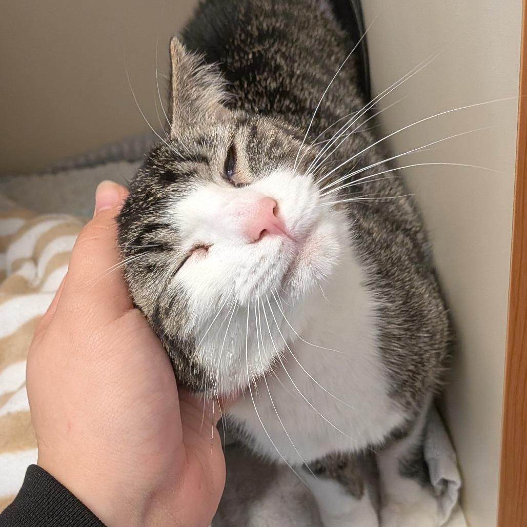 Ella, a Adoptable American Bobtail in Marysville, OH image 3/6