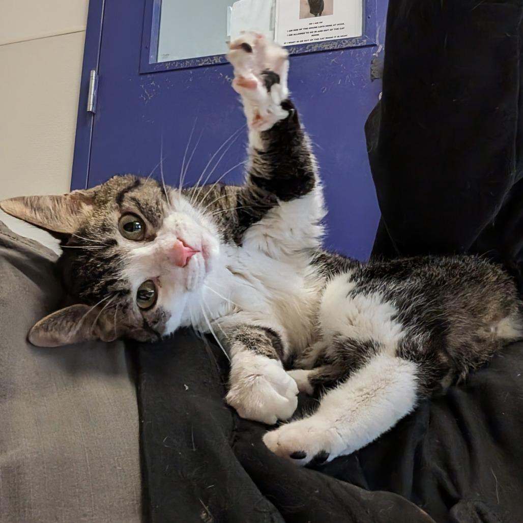 Ella, a Adoptable American Bobtail in Marysville, OH image 5/6