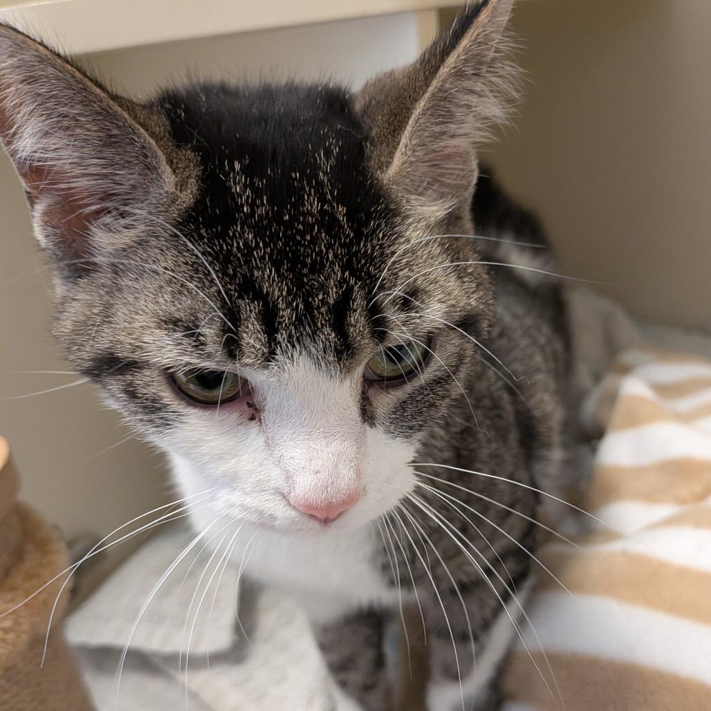 Ella, a Adoptable American Bobtail in Marysville, OH image 6/6