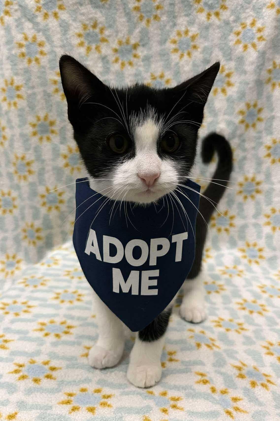 Grits (Tiff-fostered in New England)