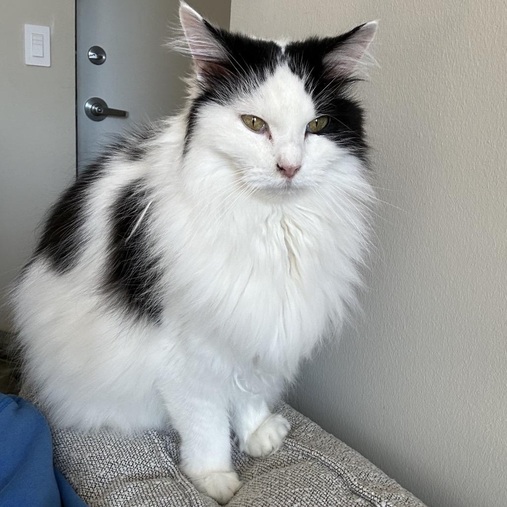 Serena Roanoke (daughter of Simone Roanoke) — thumbnail 2