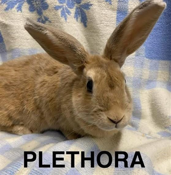 PLETHORA, Adoptable, Adult Female Bunny Rabbit.