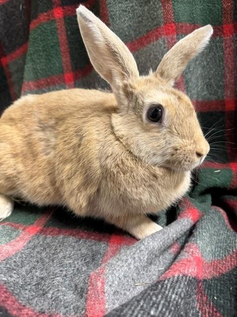 Enlarge PLETHORA, a Adoptable Bunny Rabbit in Anchorage, AK image 1/1