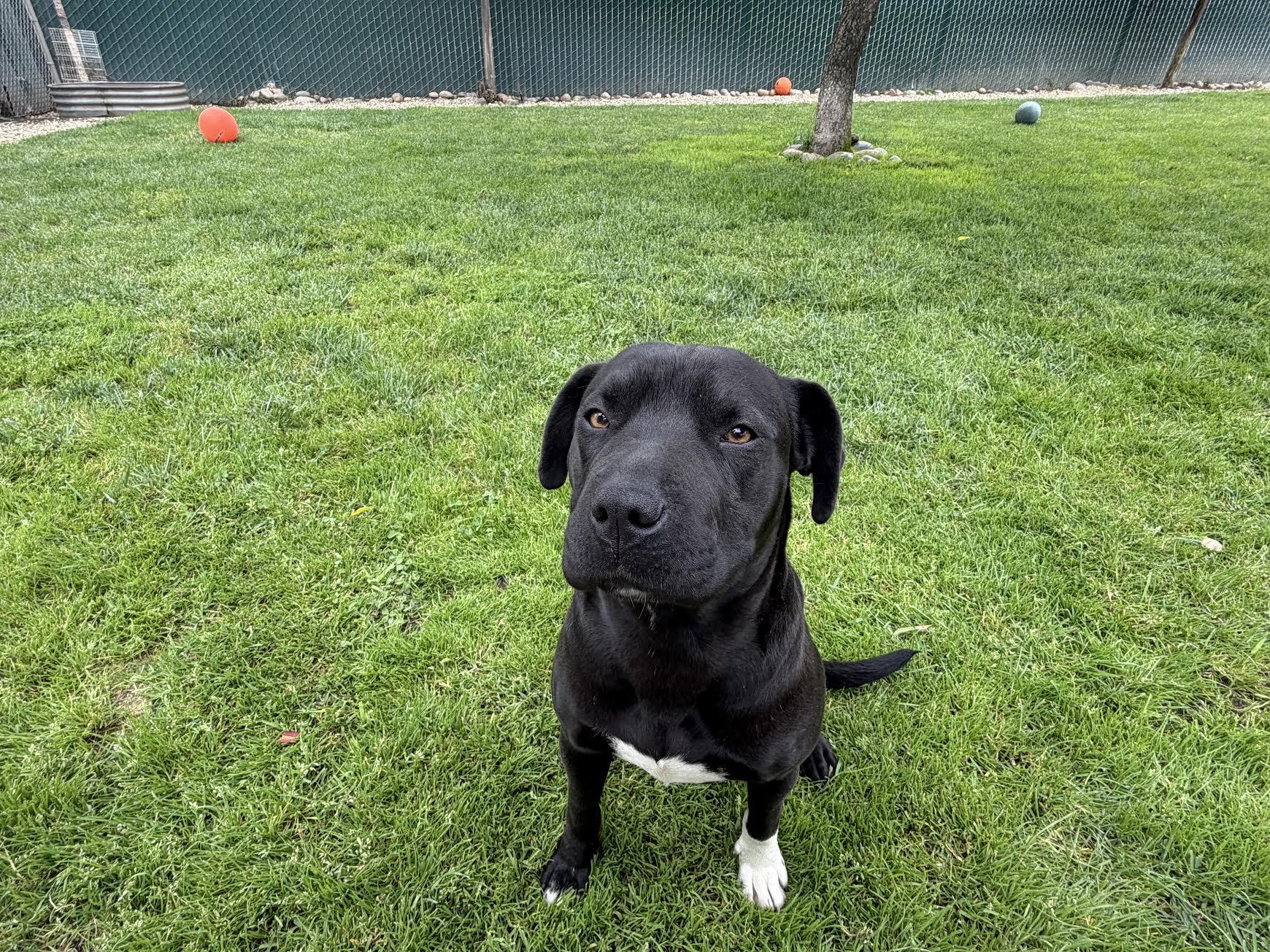 Maggie, ADOPTABLE, Adult Female American Staffordshire Terrier.