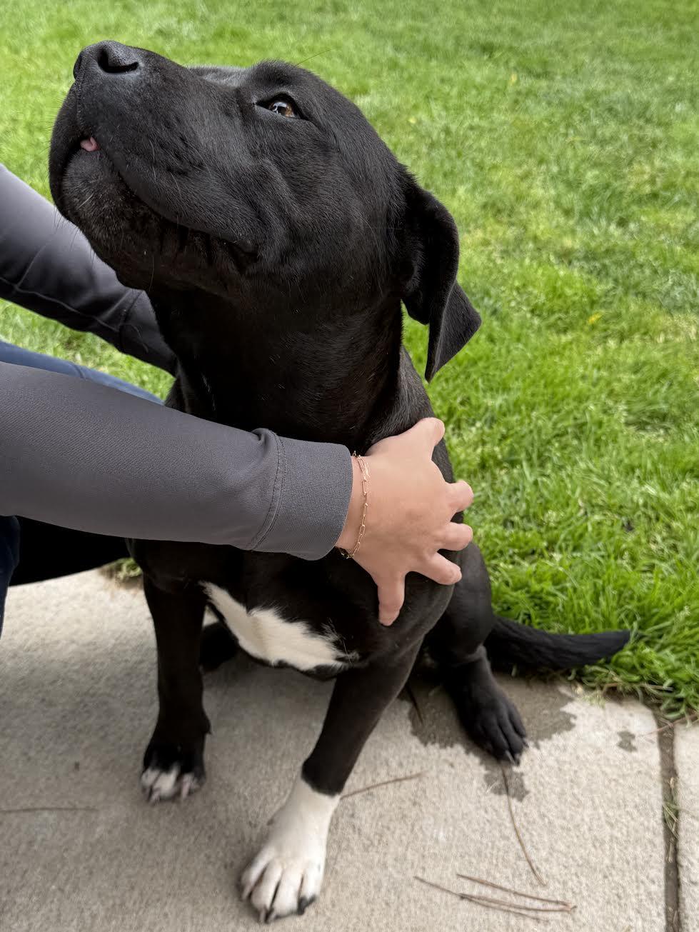 Enlarge Maggie, a ADOPTABLE mixed breed in Oakdale, CA image 2/4