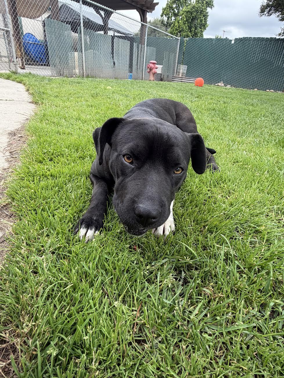 Enlarge Maggie, a ADOPTABLE mixed breed in Oakdale, CA image 4/4