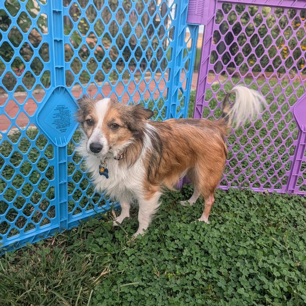 Enlarge Charlie, a Adoptable mixed breed in Jarrettsville, MD image 1/6