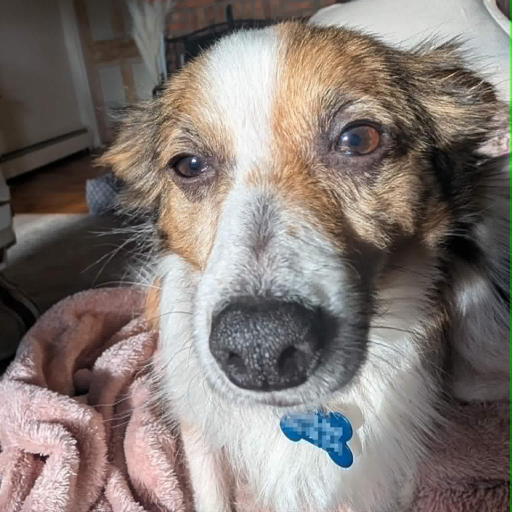 Enlarge Charlie, a Adoptable mixed breed in Jarrettsville, MD image 2/6