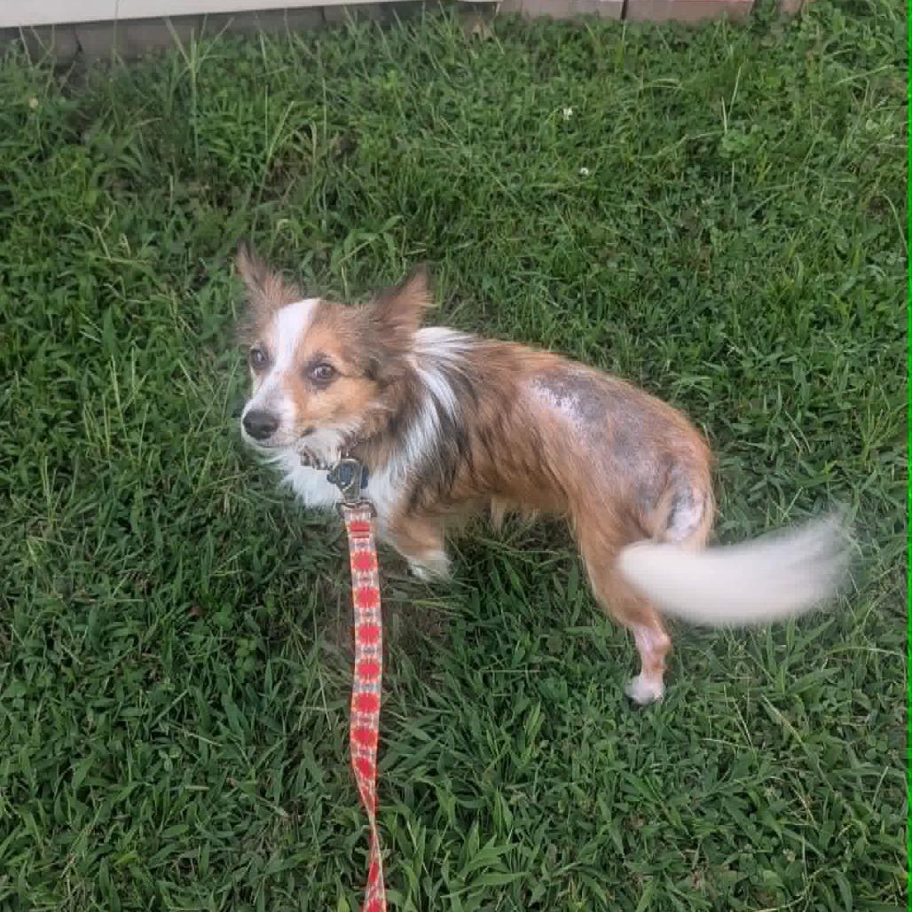Enlarge Charlie, a Adoptable mixed breed in Jarrettsville, MD image 4/6