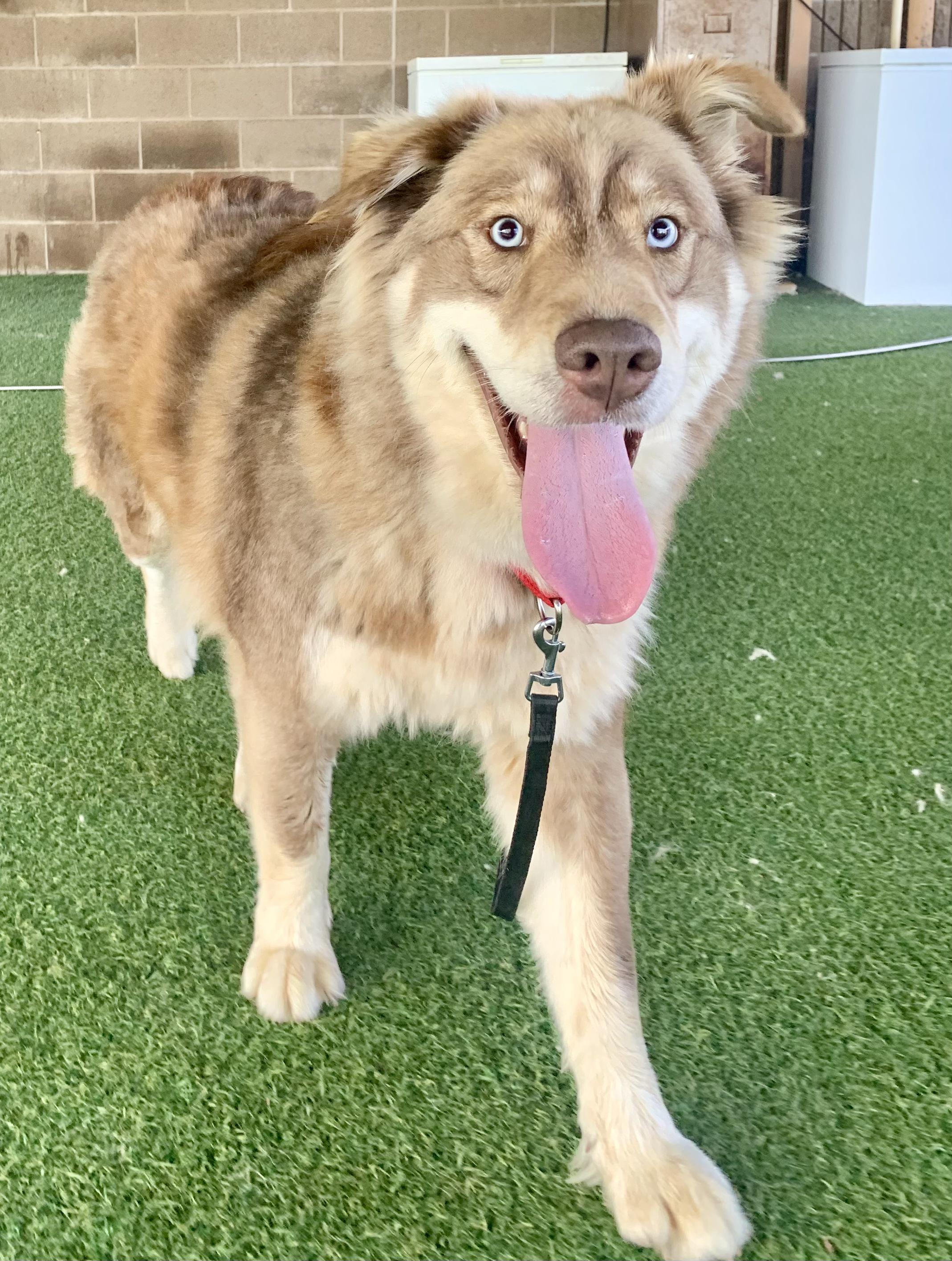 Enlarge Violet, an adoptable mixed breed in Grass Valley, CA image 2/3
