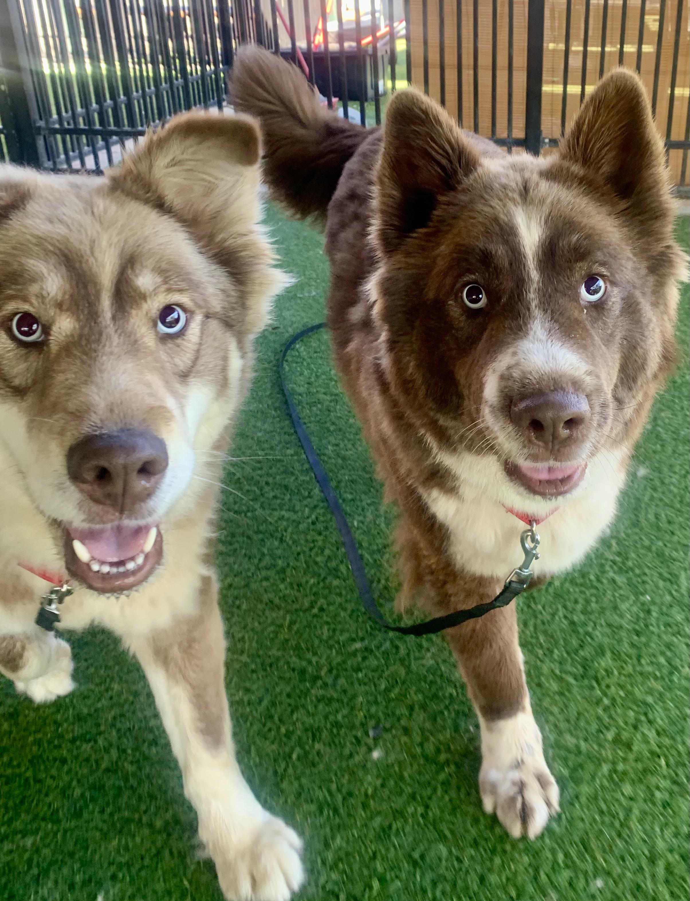 Enlarge Violet, an adoptable mixed breed in Grass Valley, CA image 3/3