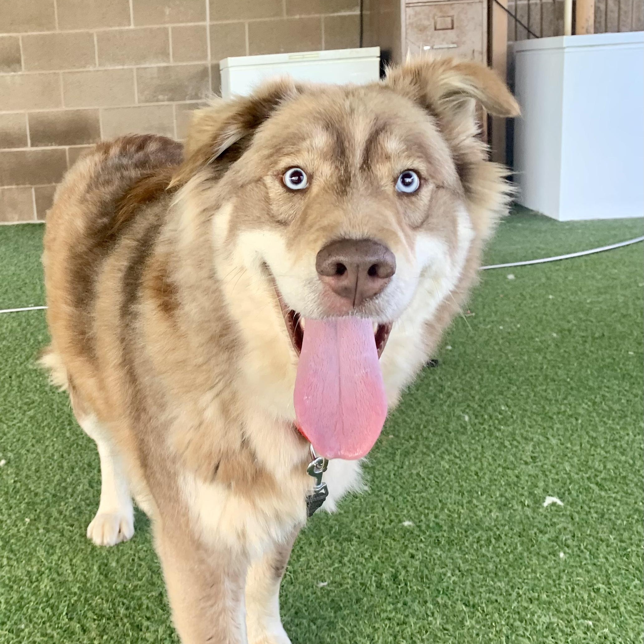 Enlarge Violet, an adoptable mixed breed in Grass Valley, CA image 1/3