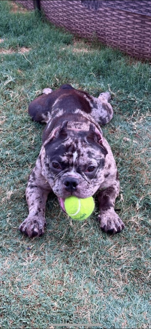 Lyric, Adopted, Young Female English Bulldog & American Bully.