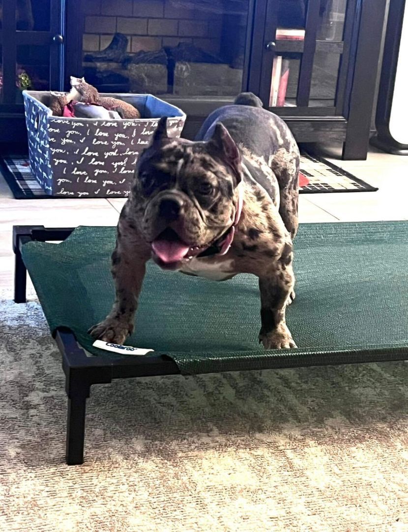 Enlarge Lyric, a Adopted mixed breed in Austin, TX image 2/6