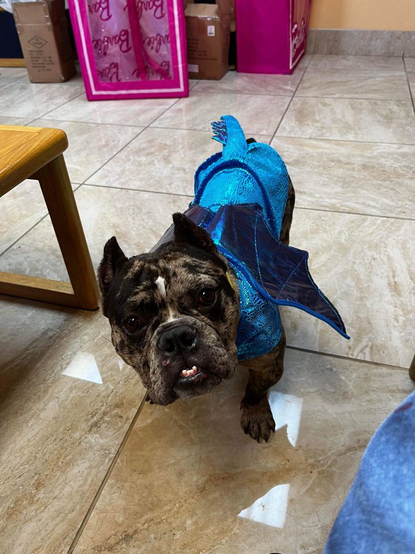 Enlarge Lyric, a Adopted mixed breed in Austin, TX image 3/6