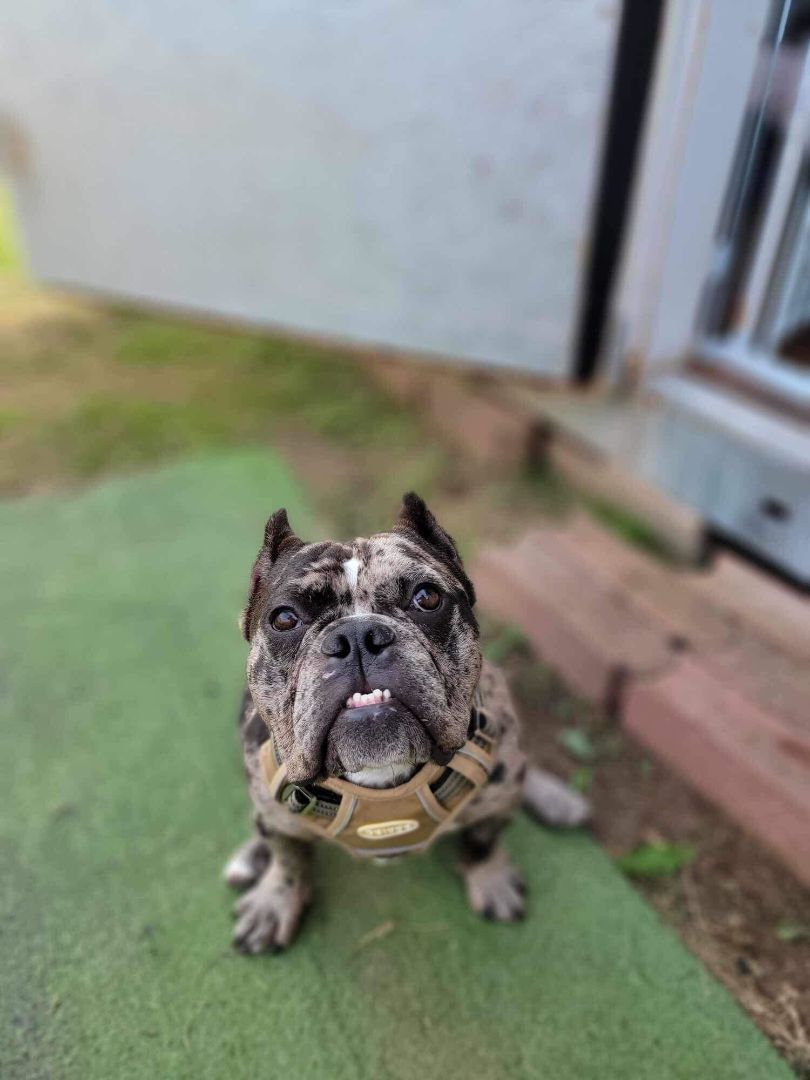 Enlarge Lyric, a Adopted mixed breed in Austin, TX image 4/6