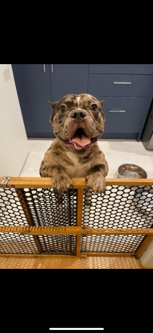 Enlarge Lyric, a Adopted mixed breed in Austin, TX image 6/6