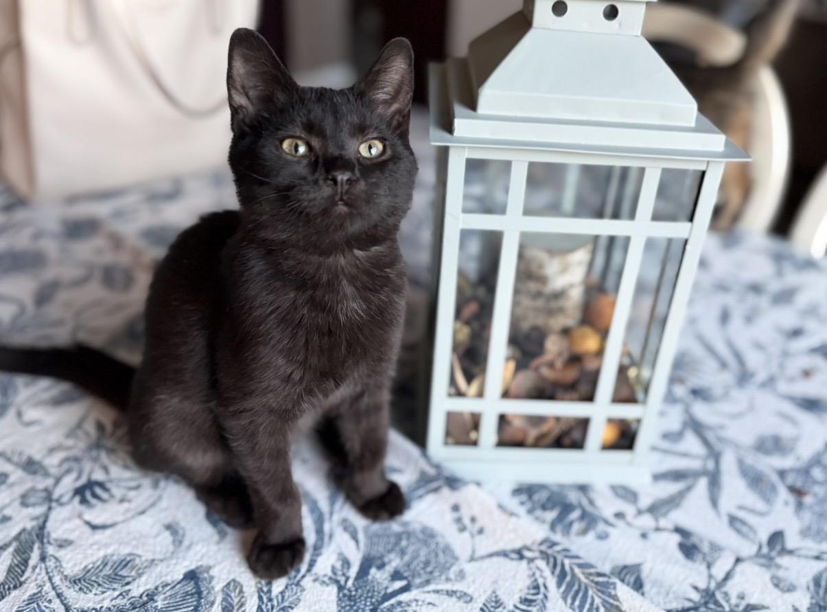 Lucas, Adoptable, Kitten Male Domestic Short Hair.