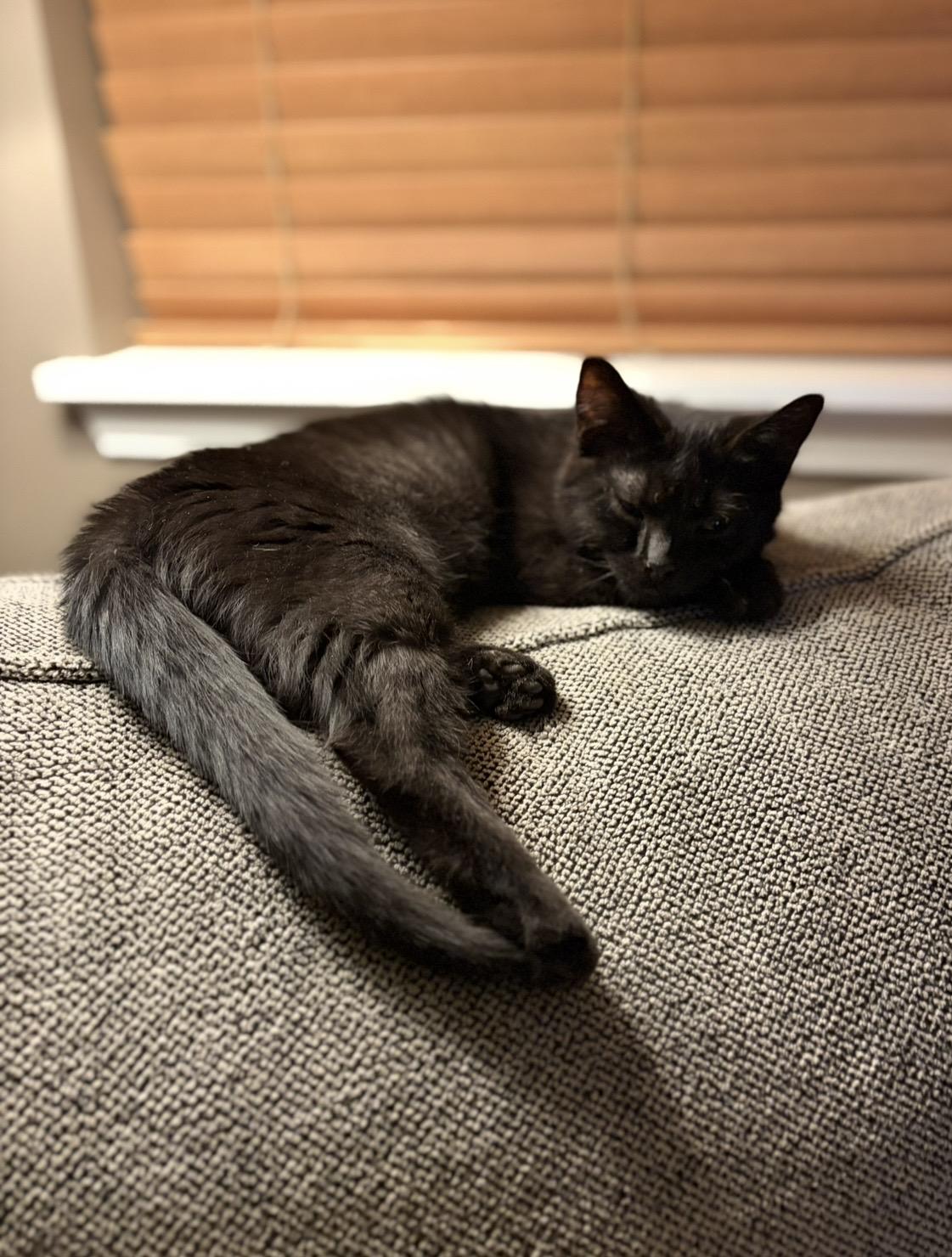 Enlarge Lucas, a Adoptable Domestic Short Hair in Plainfield, IL image 3/6