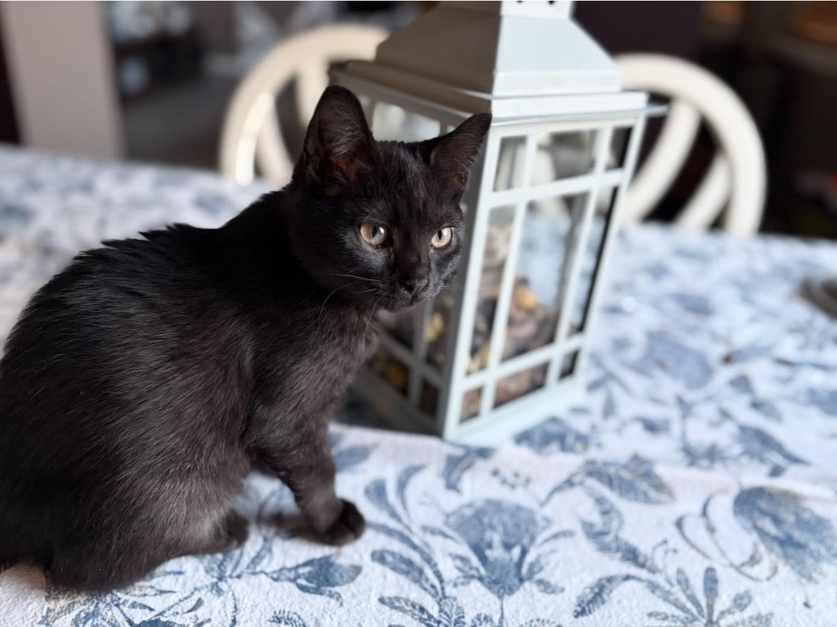 Enlarge Lucas, a Adoptable Domestic Short Hair in Plainfield, IL image 2/6