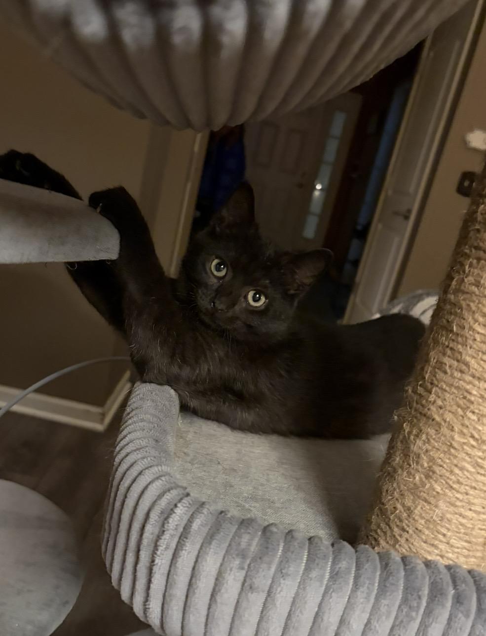 Enlarge Lucas, a Adoptable Domestic Short Hair in Plainfield, IL image 4/6