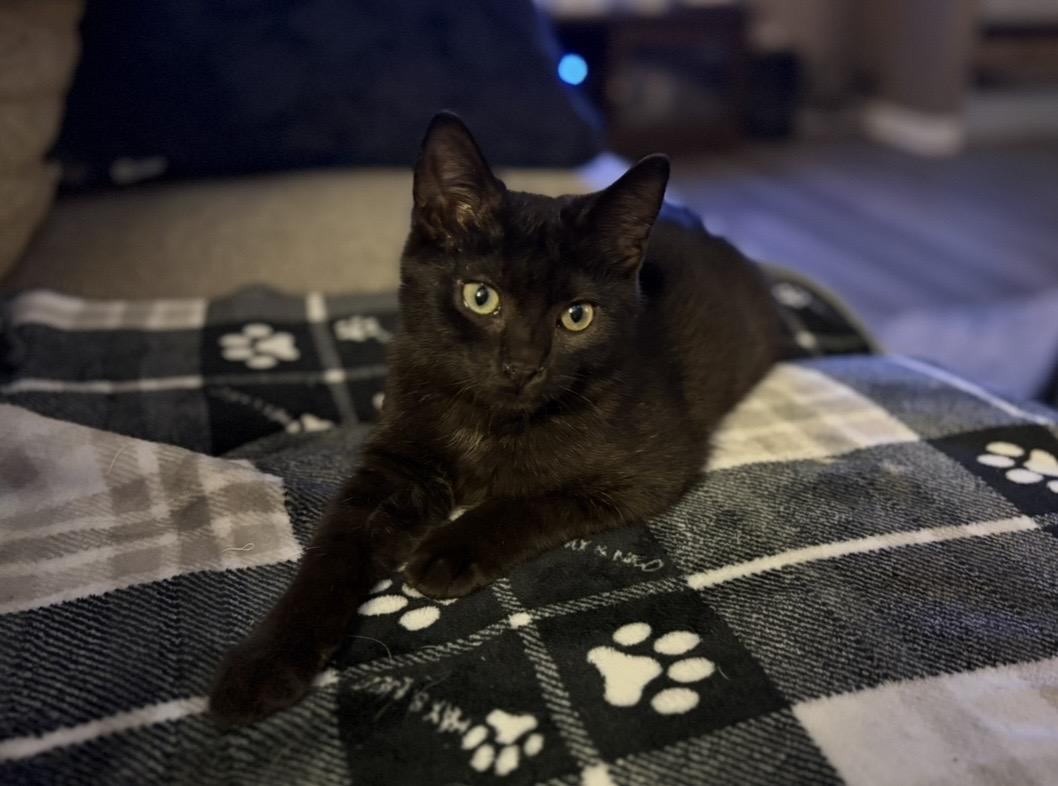 Enlarge Lucas, a Adoptable Domestic Short Hair in Plainfield, IL image 6/6