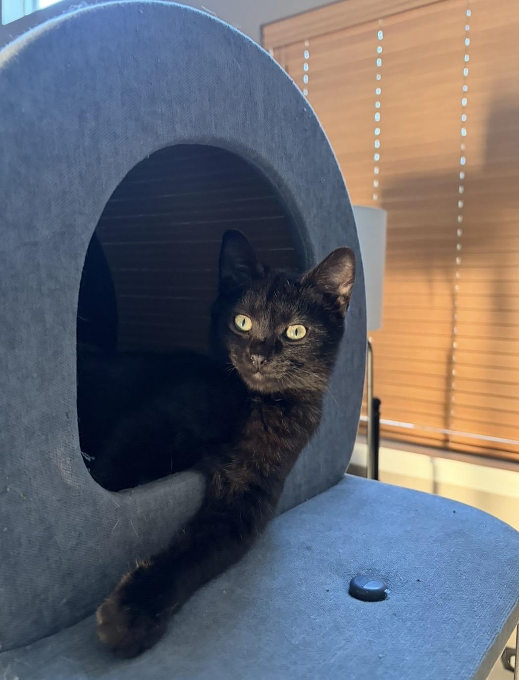 Enlarge Lucas, a Adoptable Domestic Short Hair in Plainfield, IL image 5/6