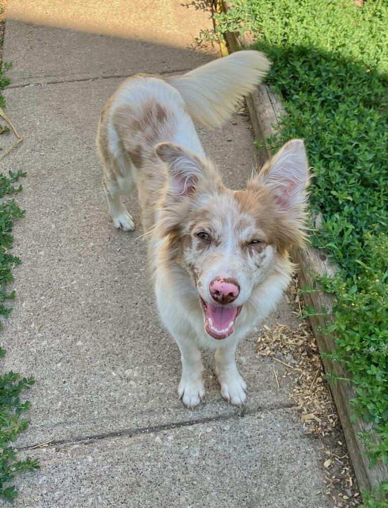 1138 Lumi now called LunaLoo, a Adoptable Australian Shepherd in Ringwood, IL image 1/6