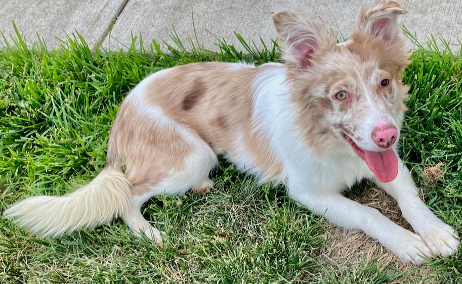 1138 Lumi now called LunaLoo, a Adoptable Australian Shepherd in Ringwood, IL image 2/6