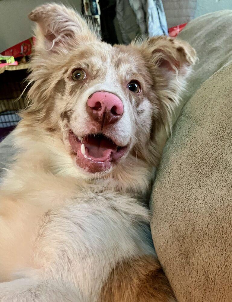 1138 Lumi now called LunaLoo, Adoptable, Puppy Female Australian Shepherd.