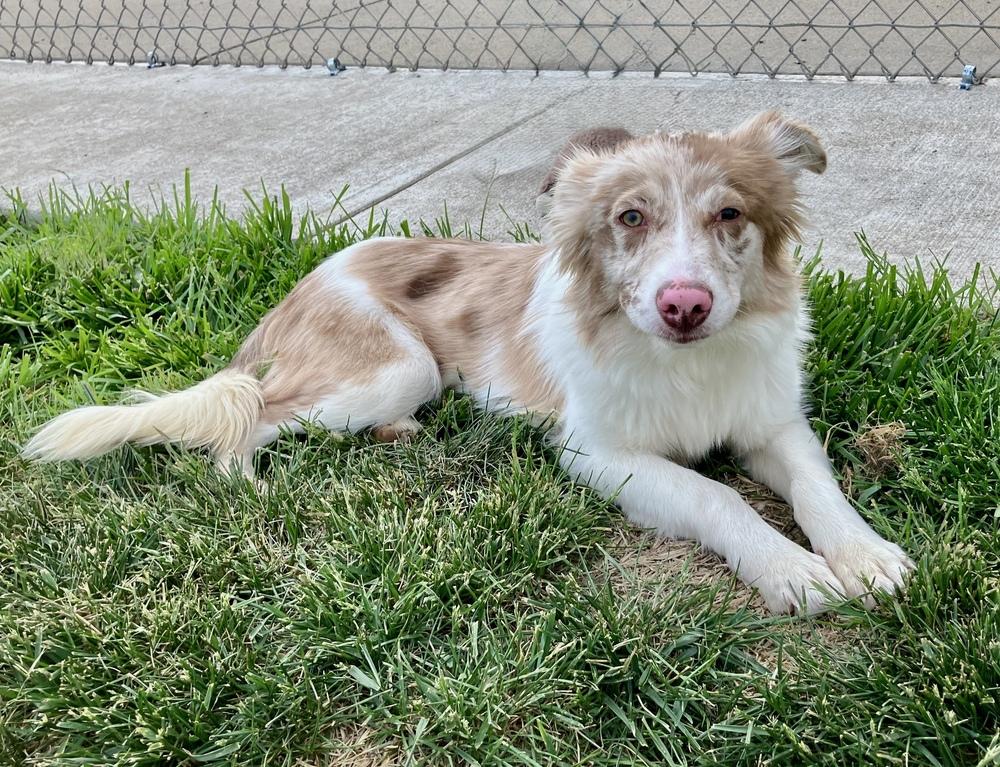 1138 Lumi now called LunaLoo, a Adoptable Australian Shepherd in Ringwood, IL image 4/6