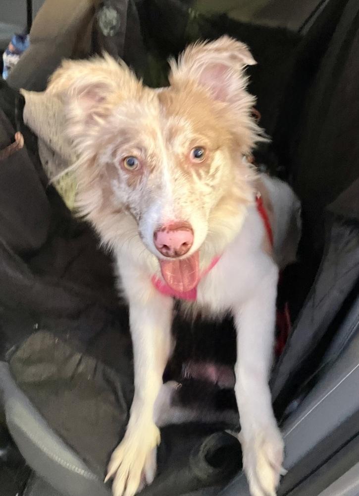1138 Lumi now called LunaLoo, a Adoptable Australian Shepherd in Ringwood, IL image 5/6