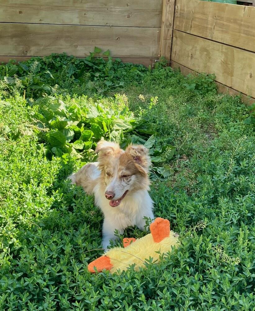 1138 Lumi now called LunaLoo, a Adoptable Australian Shepherd in Ringwood, IL image 6/6