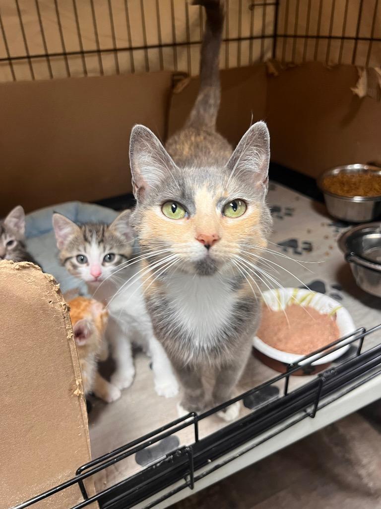 Furrgilicious, adopted, Young Female Dilute Tortoiseshell.