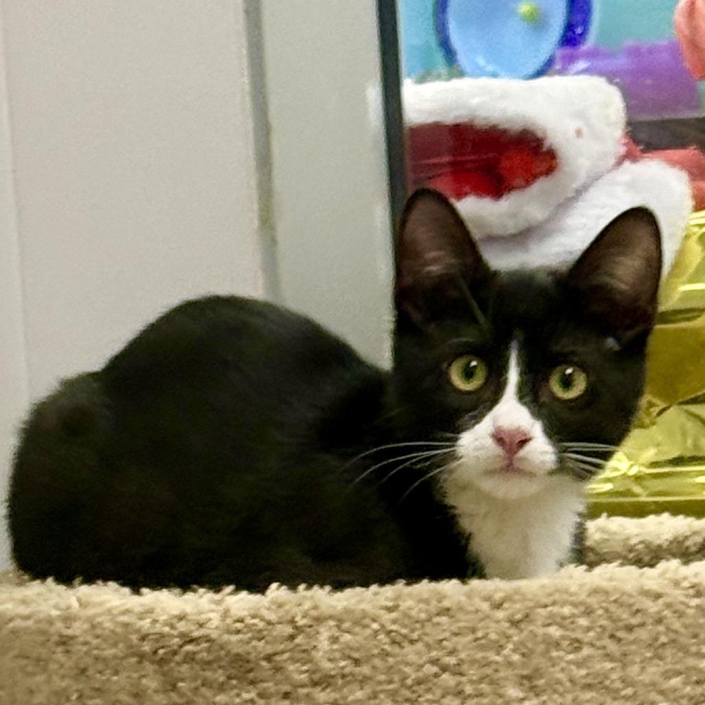 Bonchurrz "Binx", Adoptable, Kitten Male Domestic Short Hair.