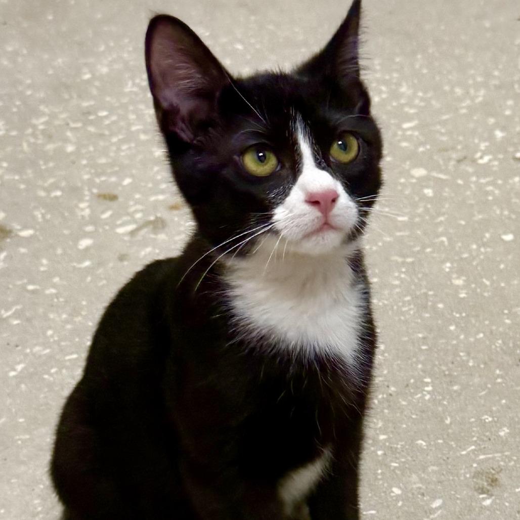 Bonchurrz "Binx", a Adoptable Domestic Short Hair in Lakeland, FL image 1/3