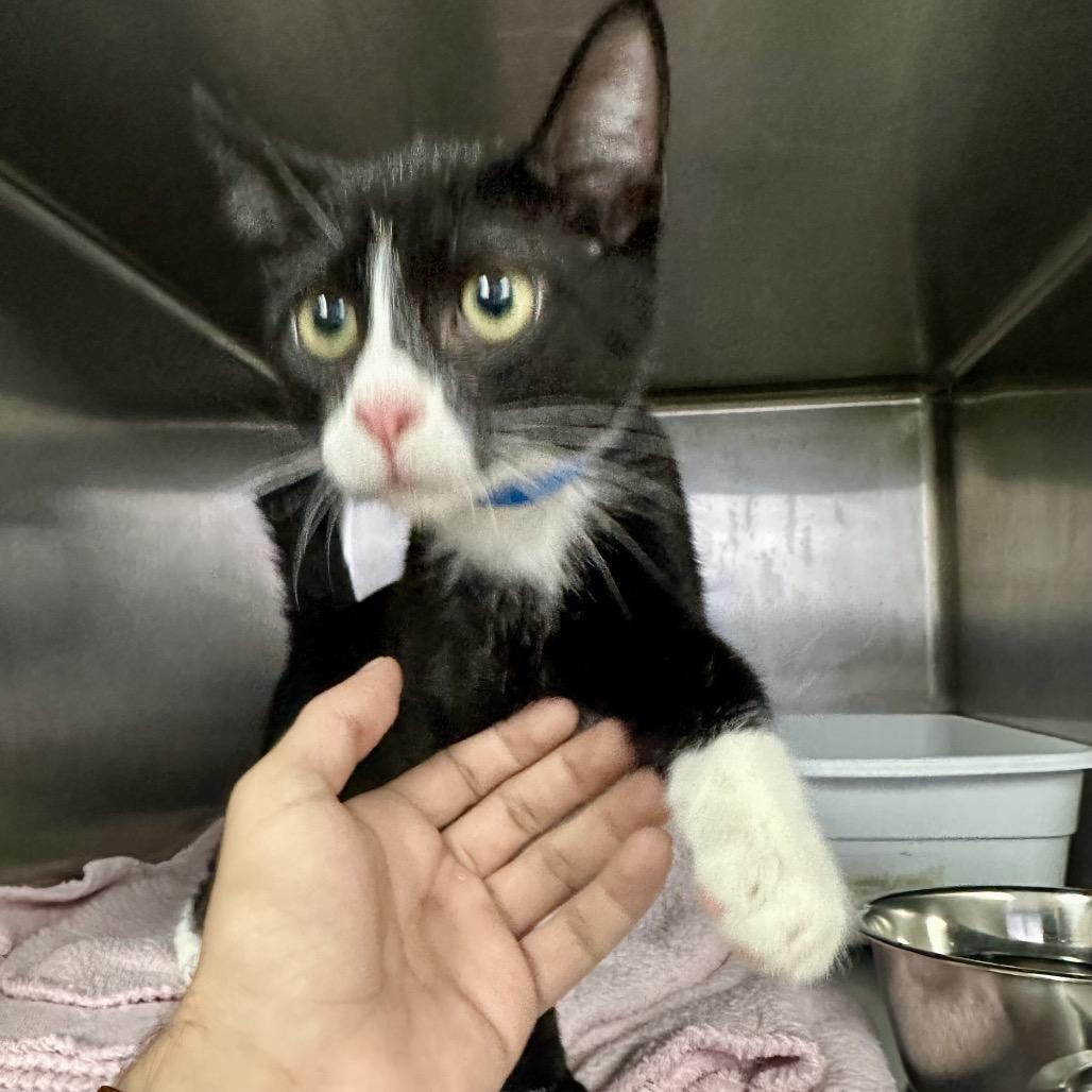 Bonchurrz "Binx", a Adoptable Domestic Short Hair in Lakeland, FL image 2/3