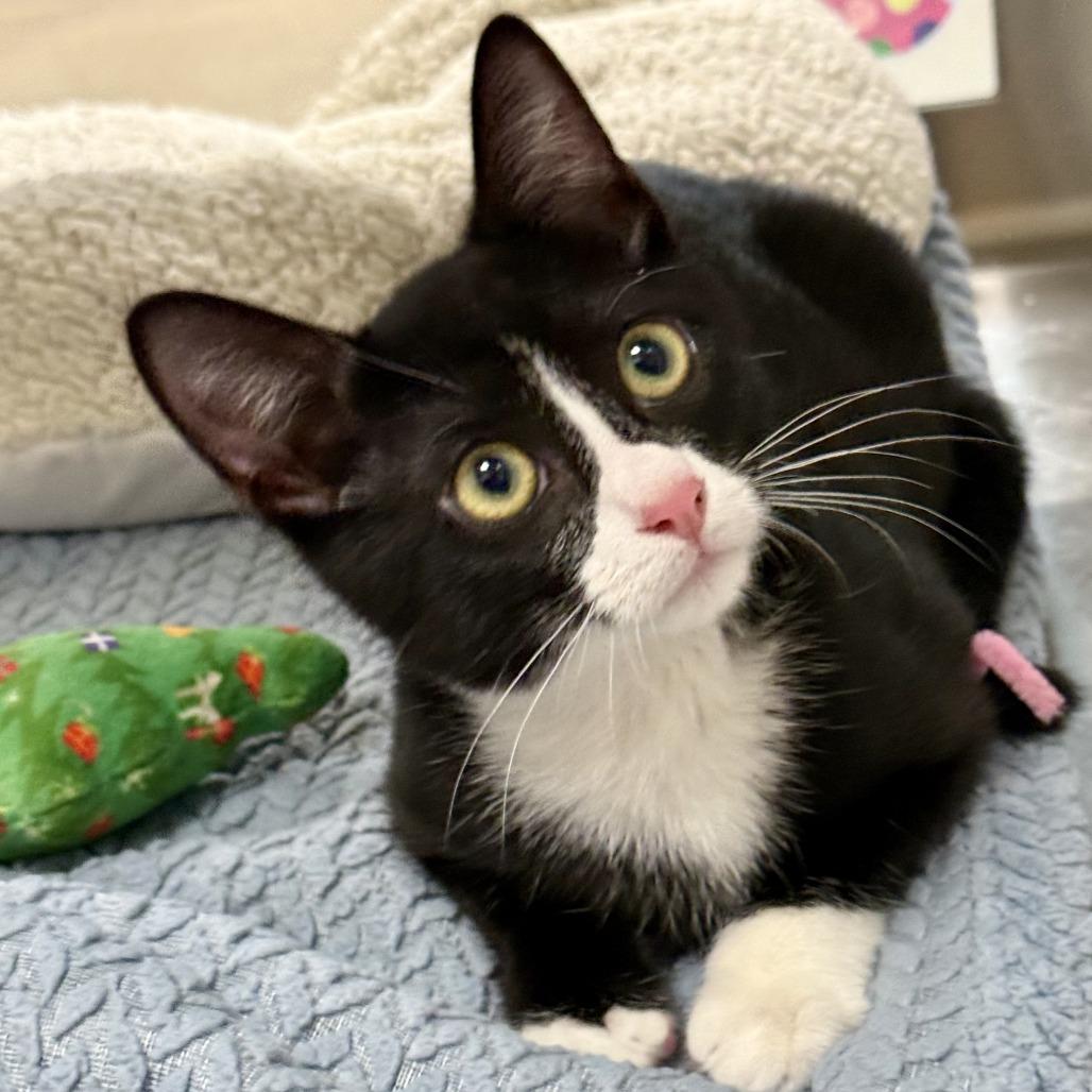 Bonchurrz "Binx", a Adoptable Domestic Short Hair in Lakeland, FL image 3/3