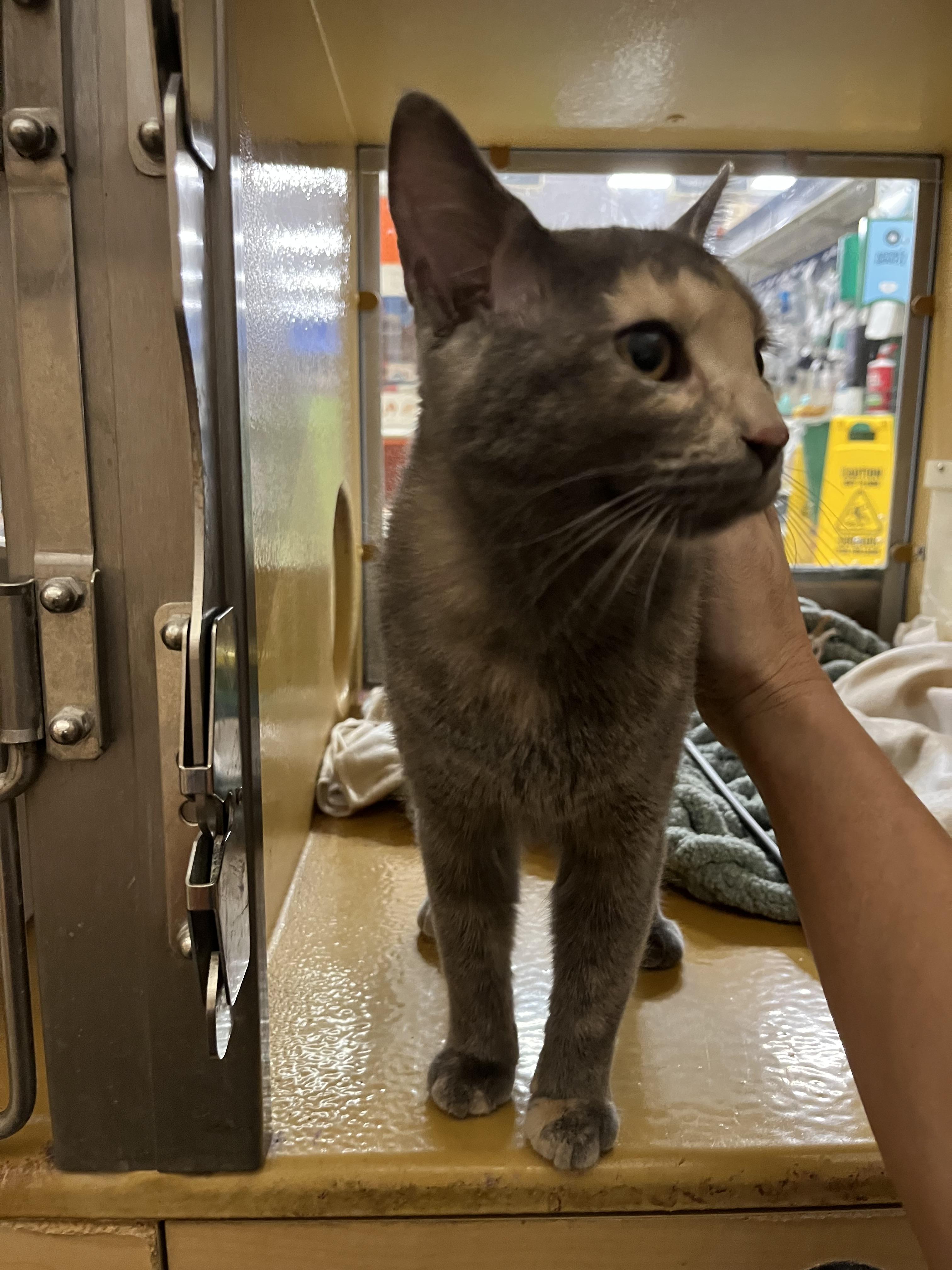 Enlarge Twix, a Adopted Dilute Tortoiseshell in Tustin, CA image 1/4