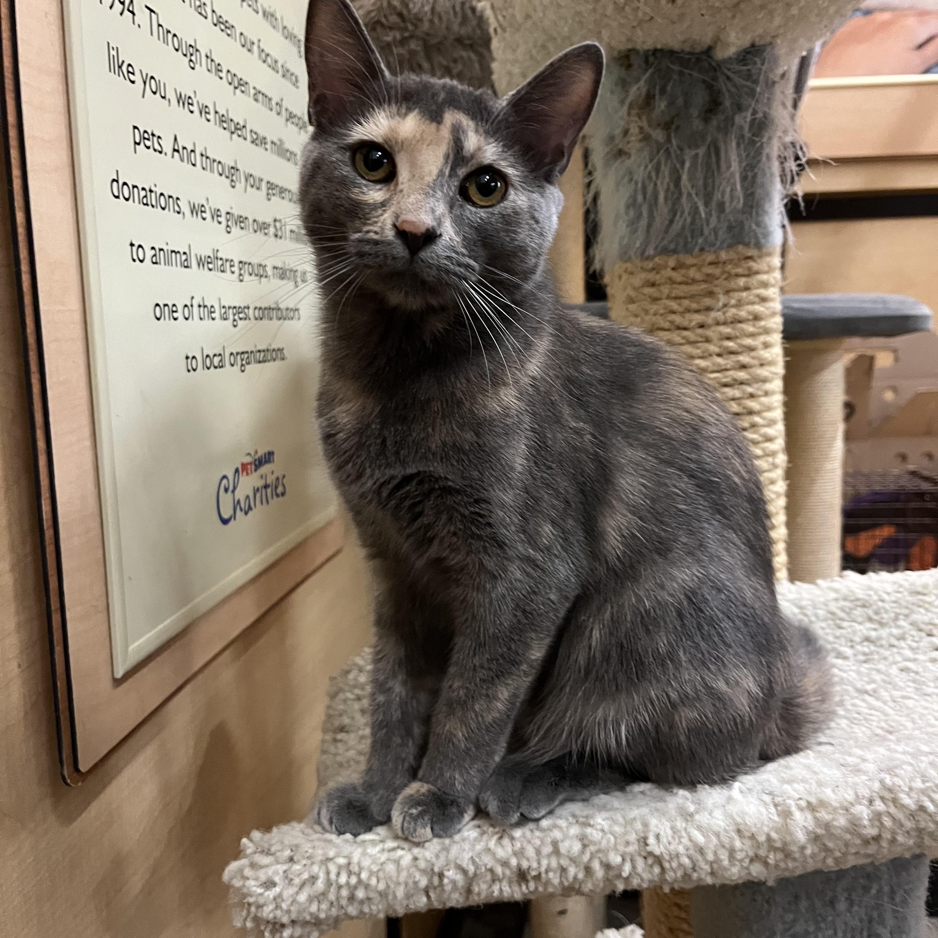 Enlarge Twix, a Adopted Dilute Tortoiseshell in Tustin, CA image 2/4