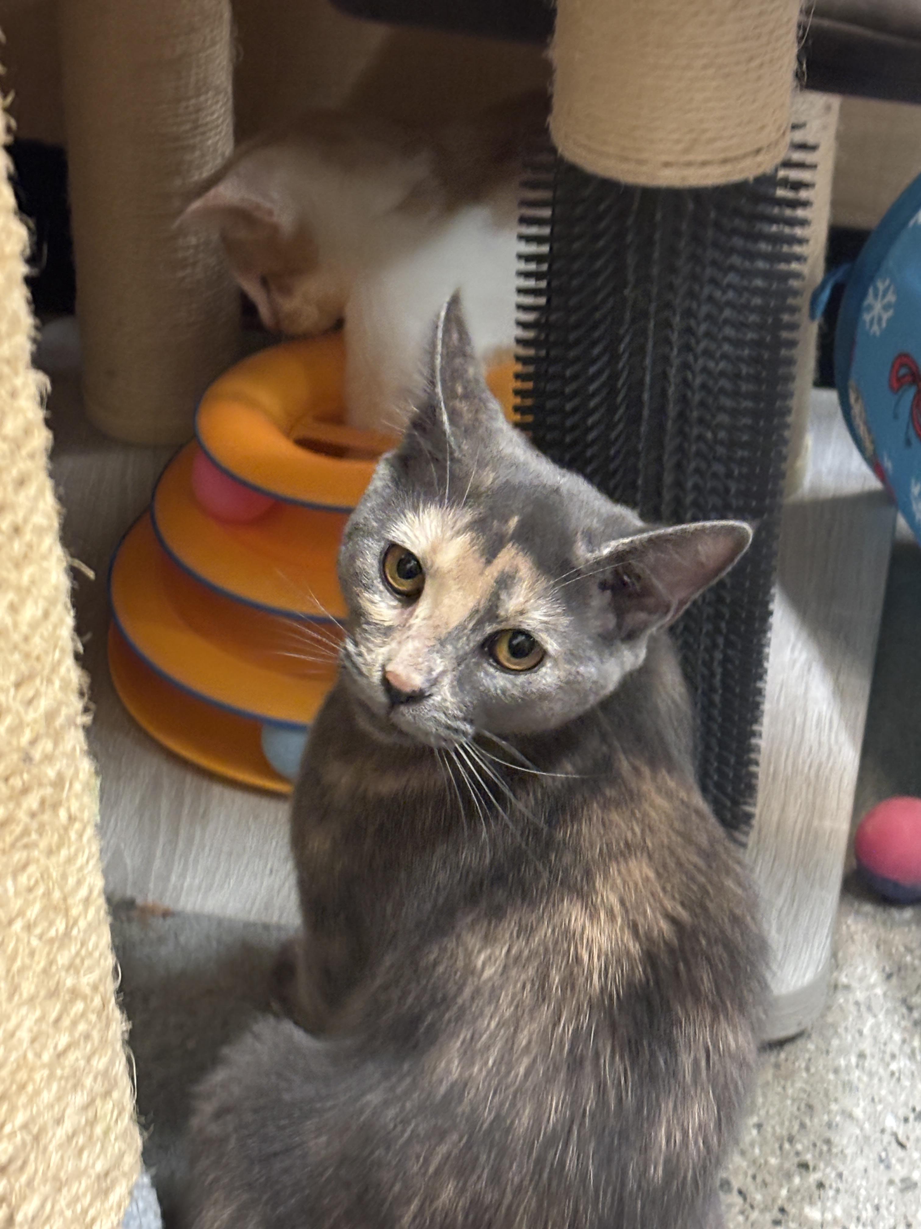 Enlarge Twix, a Adopted Dilute Tortoiseshell in Tustin, CA image 4/4