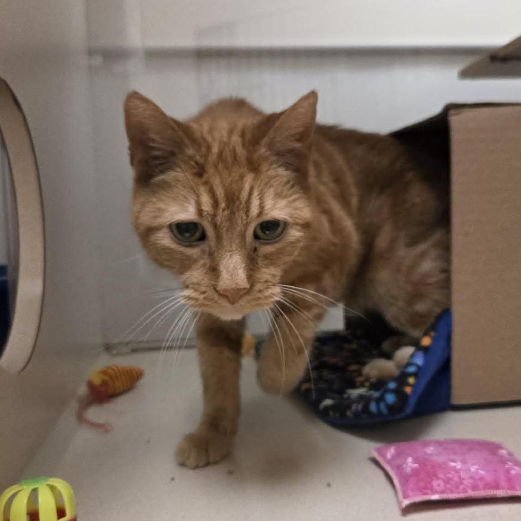 Sunny #, Adoptable, Senior Male Domestic Short Hair.