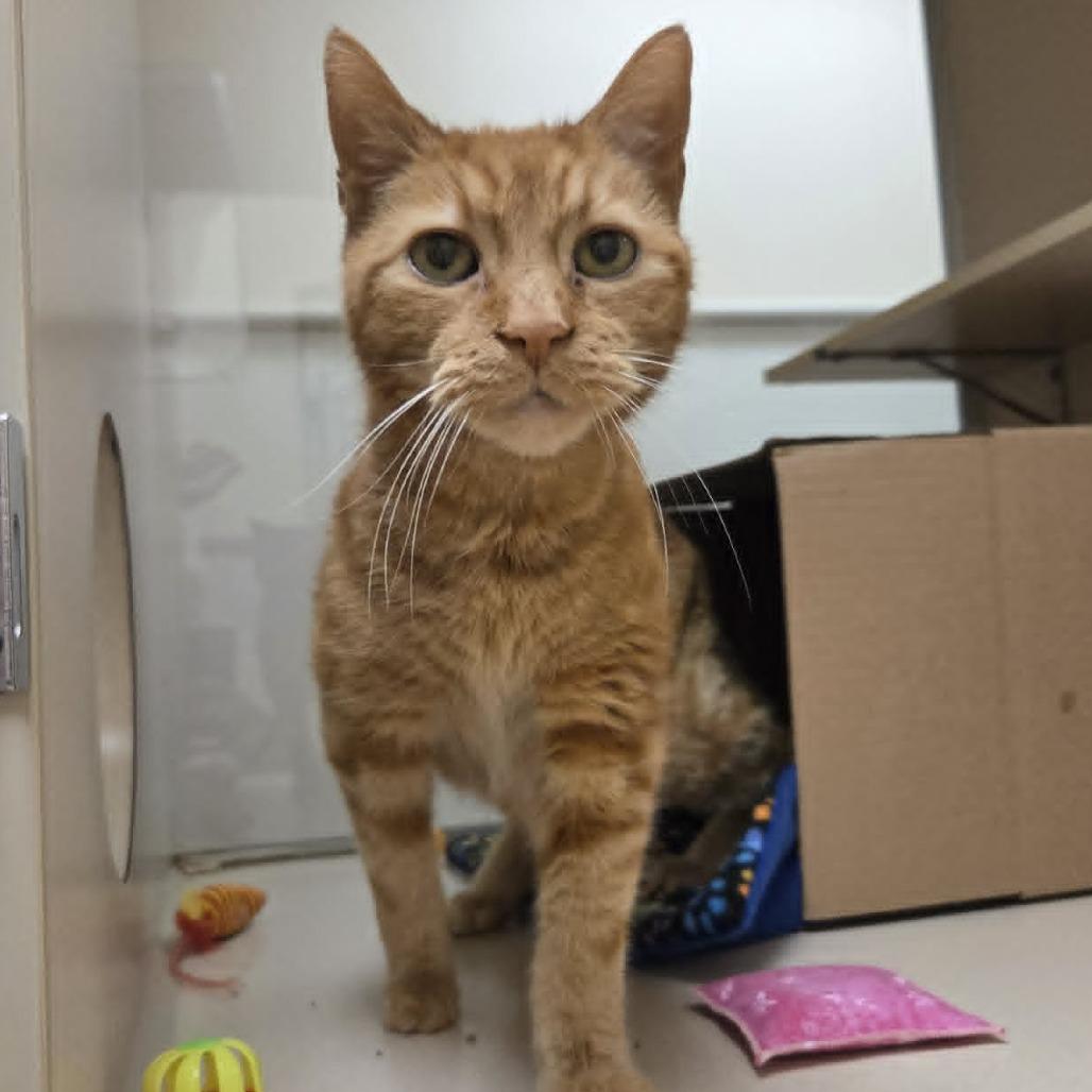 Enlarge Sunny  #, a Adoptable Domestic Short Hair in Ballston Spa, NY image 2/6