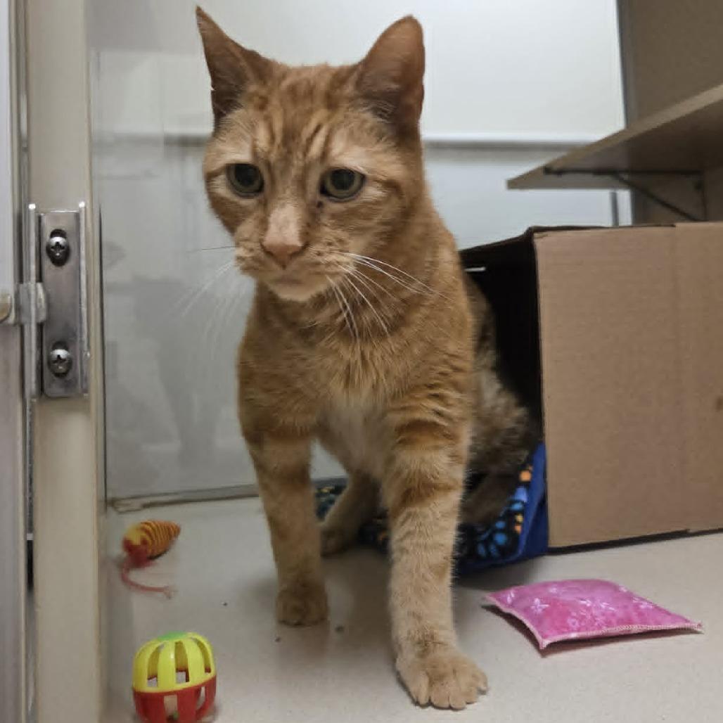 Enlarge Sunny  #, a Adoptable Domestic Short Hair in Ballston Spa, NY image 3/6