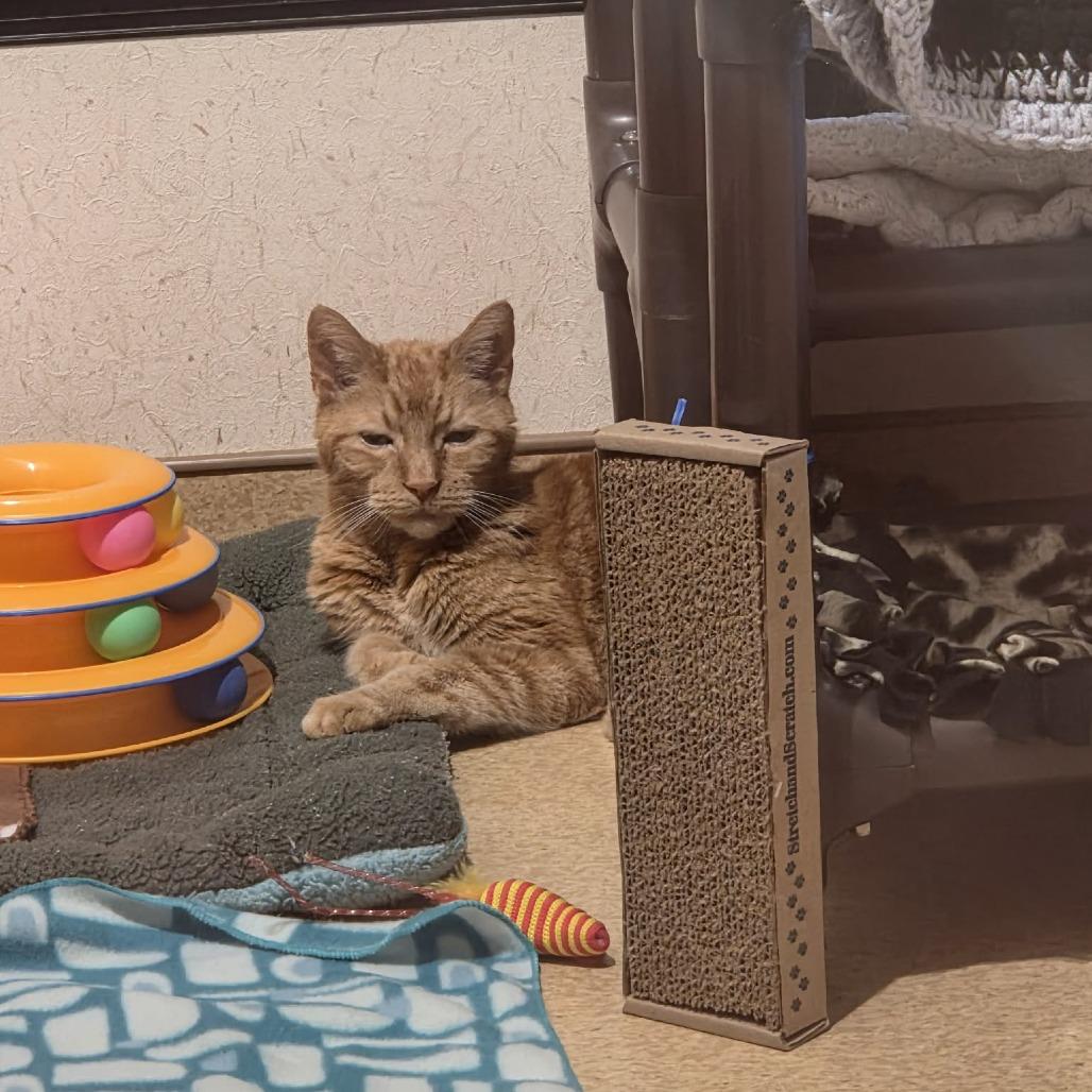 Enlarge Sunny  #, a Adoptable Domestic Short Hair in Ballston Spa, NY image 4/6