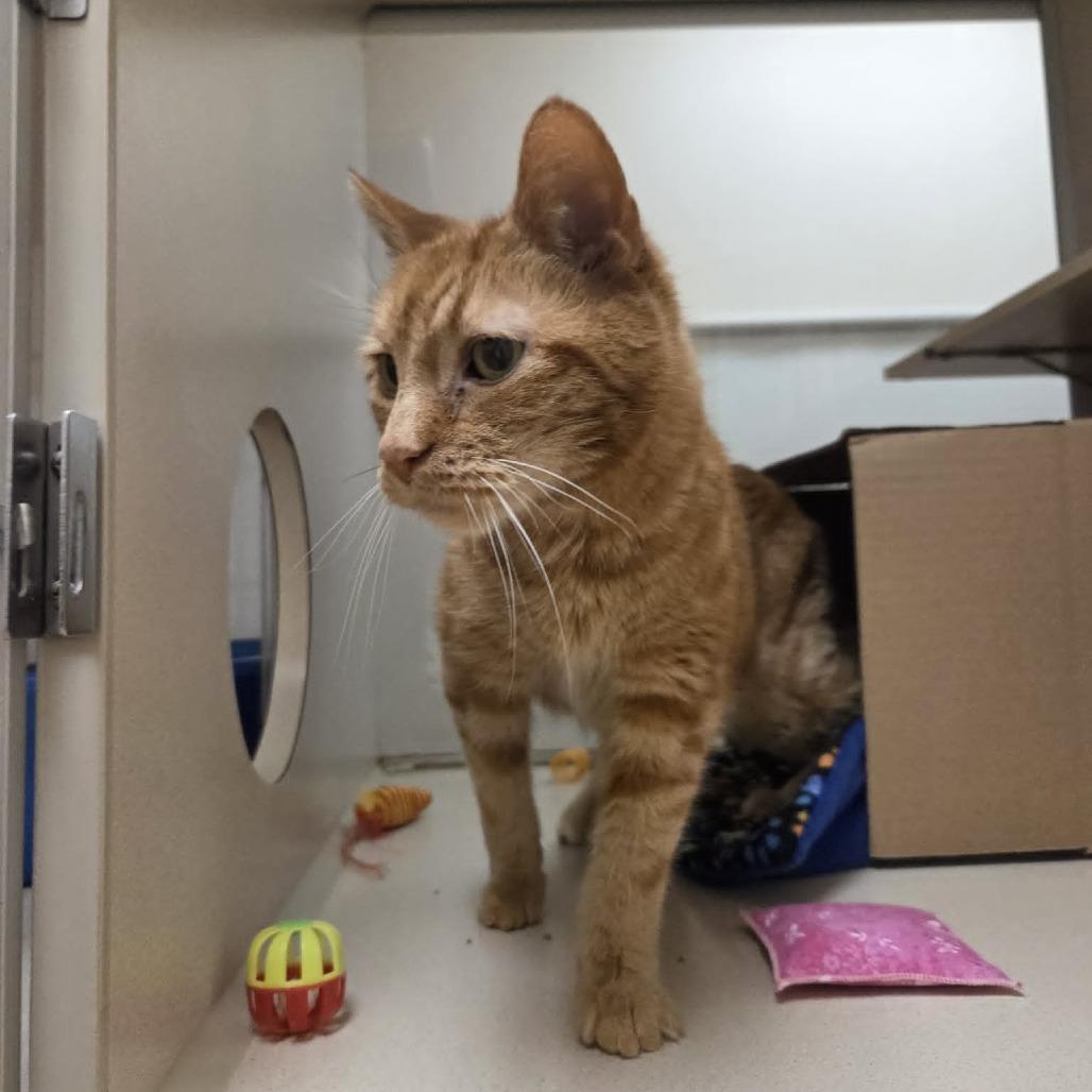 Enlarge Sunny  #, a Adoptable Domestic Short Hair in Ballston Spa, NY image 5/6