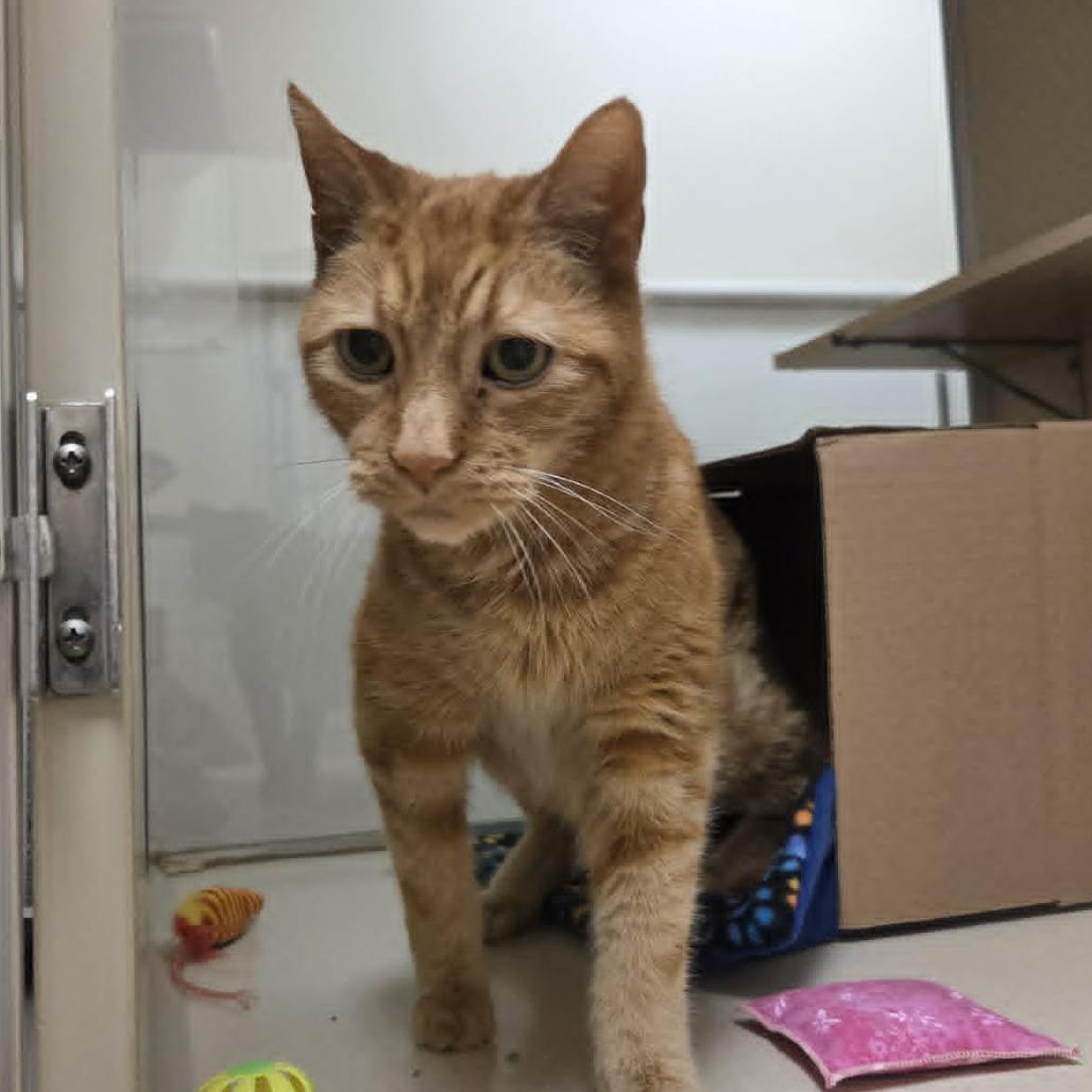 Enlarge Sunny  #, a Adoptable Domestic Short Hair in Ballston Spa, NY image 6/6