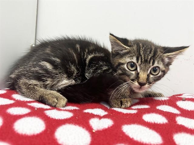 SAXTON, Adoptable, Kitten Male Domestic Medium Hair.