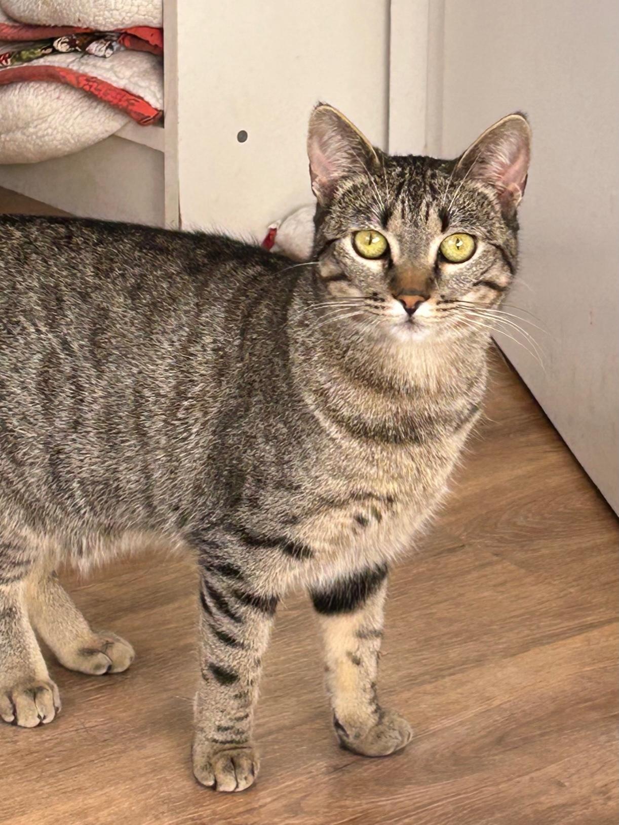 Mercy, ADOPTABLE, Adult Female Domestic Short Hair.